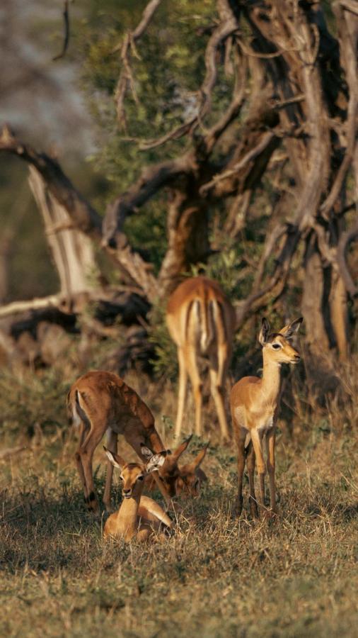 Nomads Den Private Villa With Heated Pool On Hoedspruit Wildlife Estate Riverbed Extérieur photo