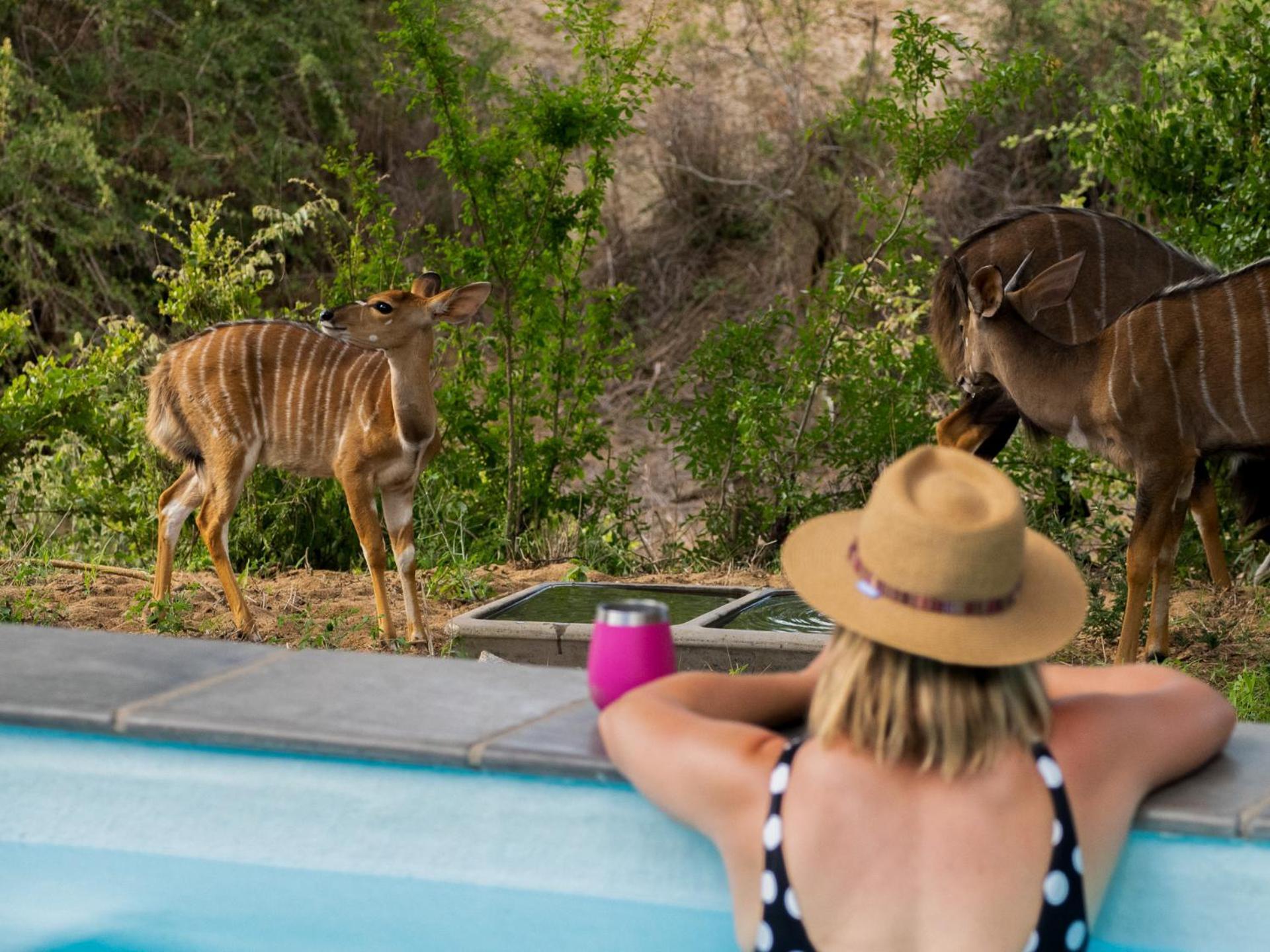 Nomads Den Private Villa With Heated Pool On Hoedspruit Wildlife Estate Riverbed Extérieur photo